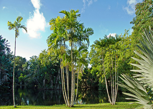 Le Jardin botanique de Pamplemousses